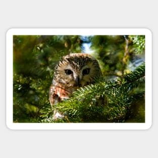 Northern Saw Whet Owl - Amherst Island, Ontario, Canada Sticker